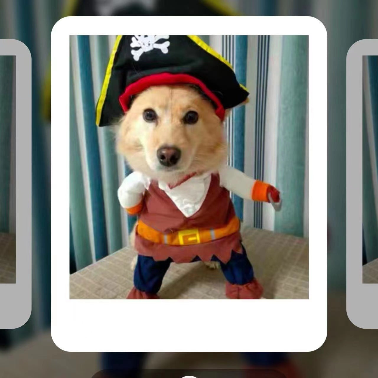 Universal Two-Legged Pet Dog Pirate Transformation Costume for Cute and Unique Pets